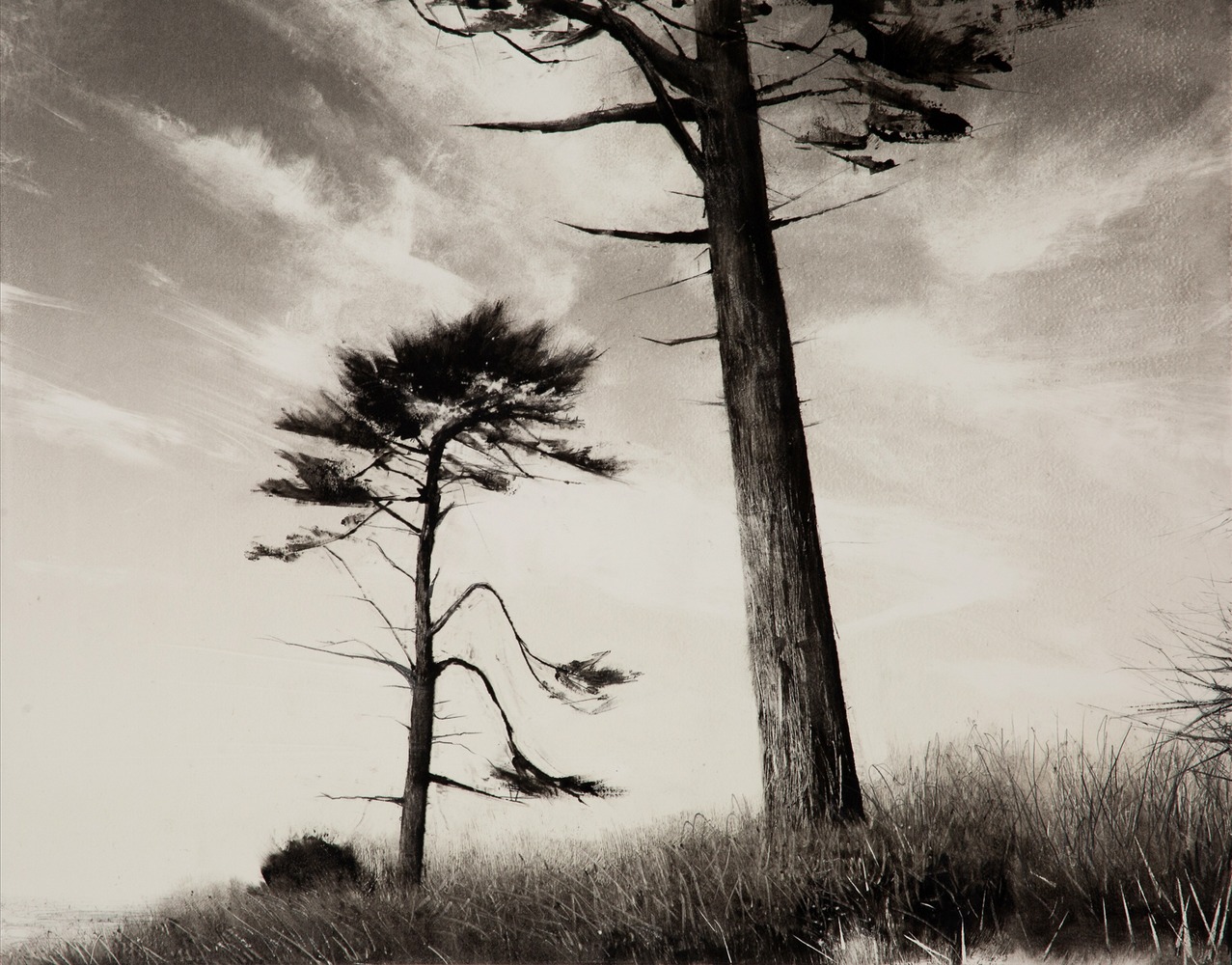 Coastal Firs Coastal Firs