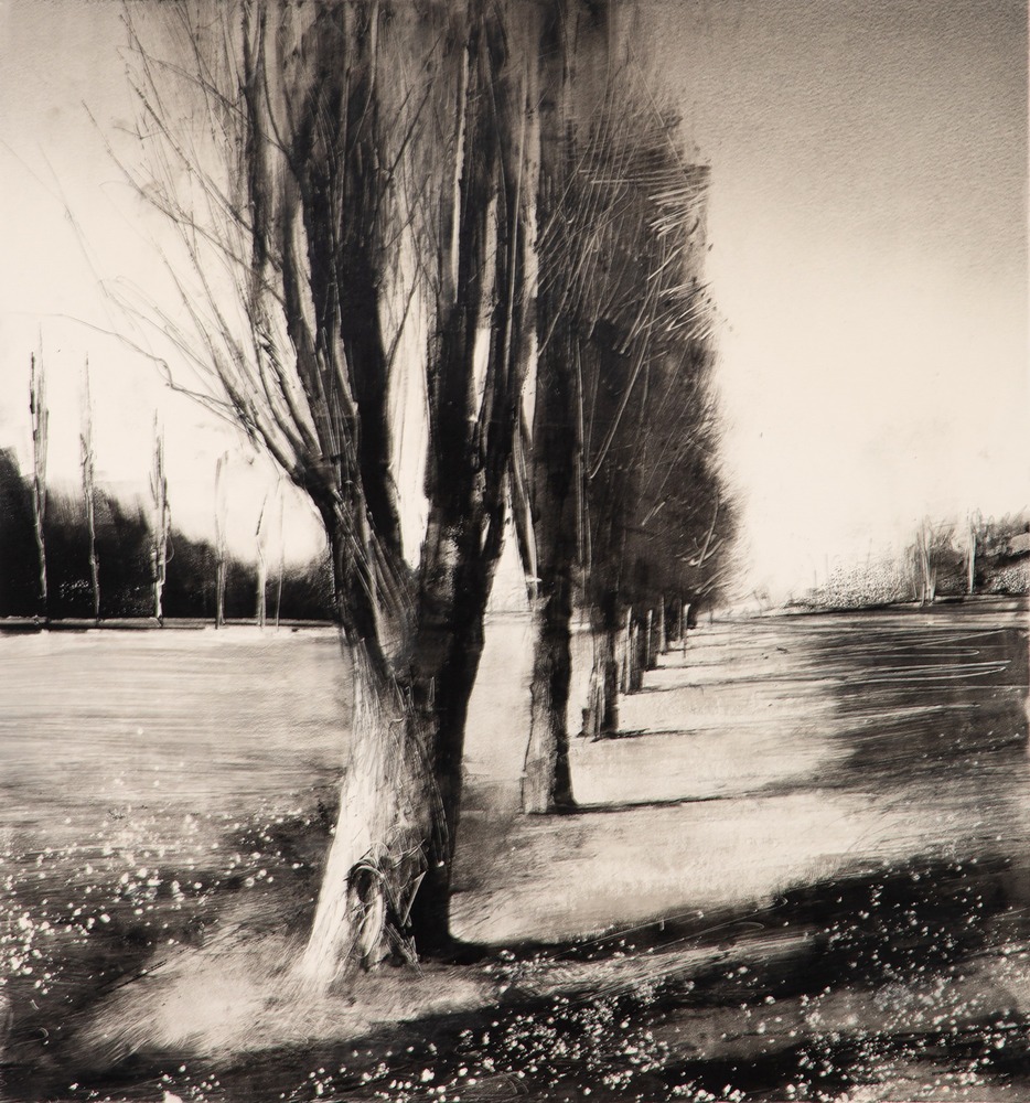 Battlepoint Poplars, Spring Battlepoint Poplars, Spring